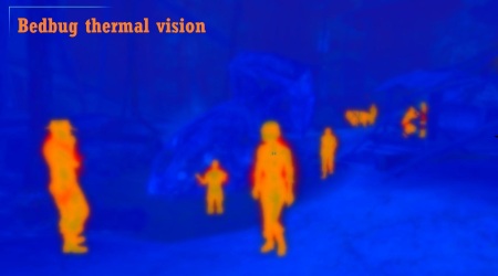 Bedbug thermal vision