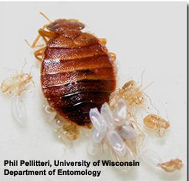 Female bedbugs always lay their eggs away from the light and not too ...