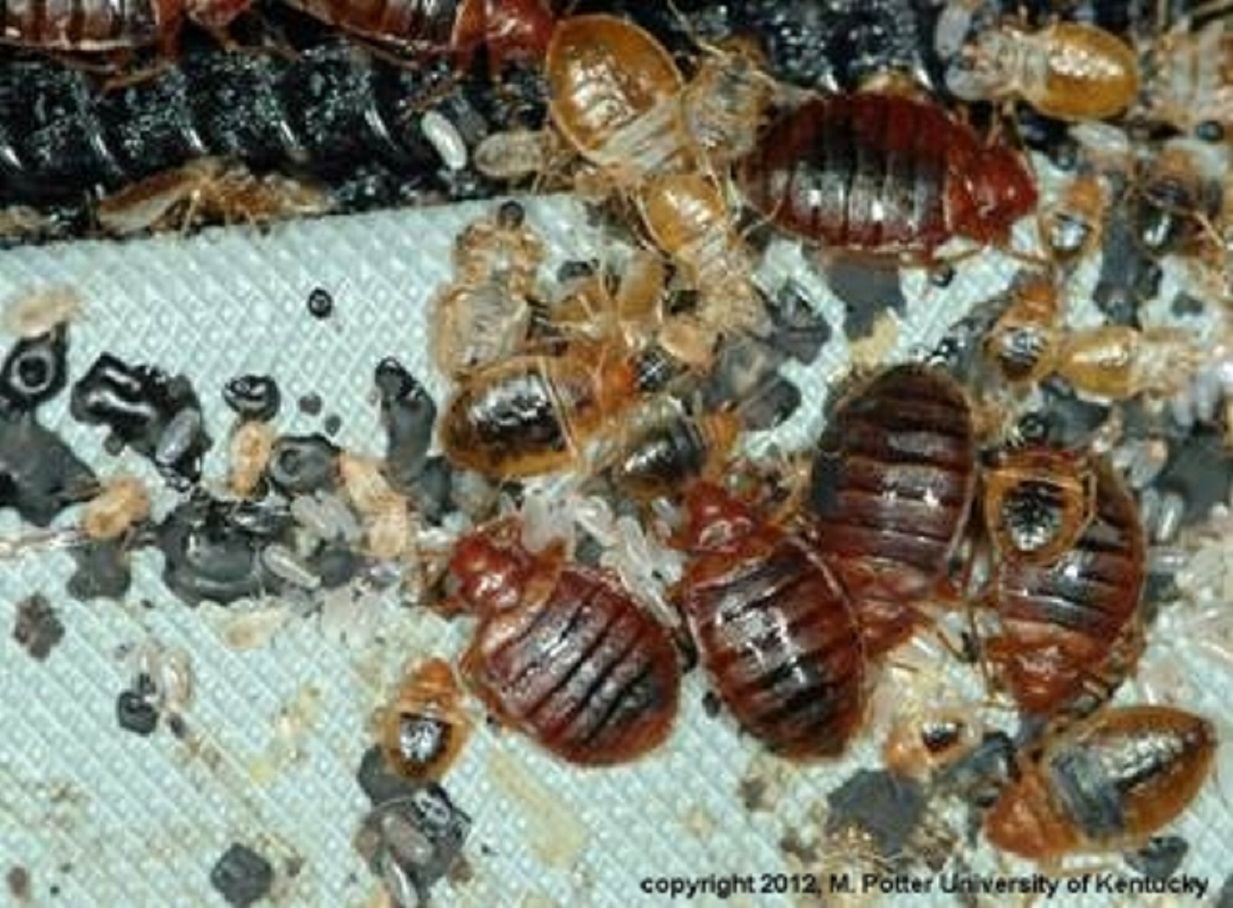 Newly Hatched Bed Bugs Bed bug eggs hatch in