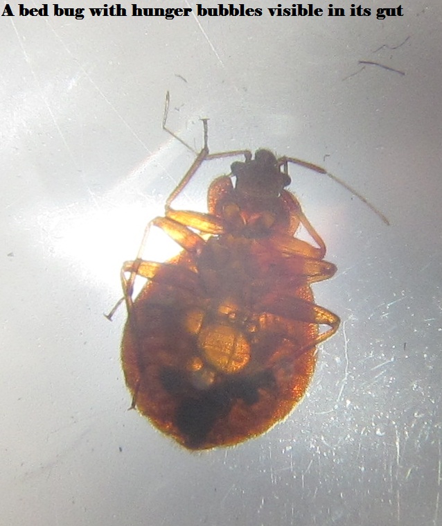 Bed bug with hunger bubbles