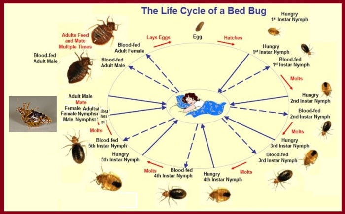 # bedbug life cycle