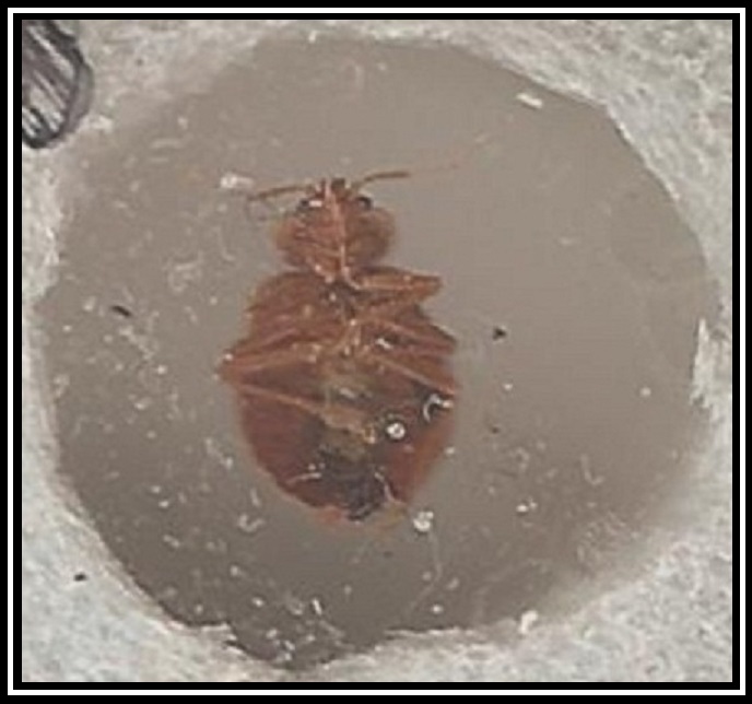 One year old bedbugs | The CO2 Bedbug Trap