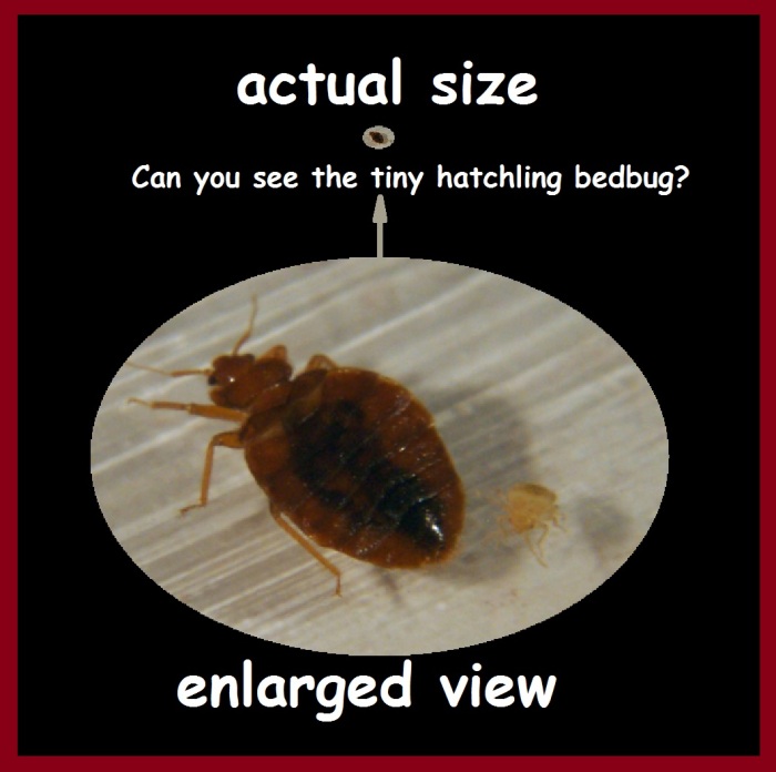 bedbug sizes - Enlarged View